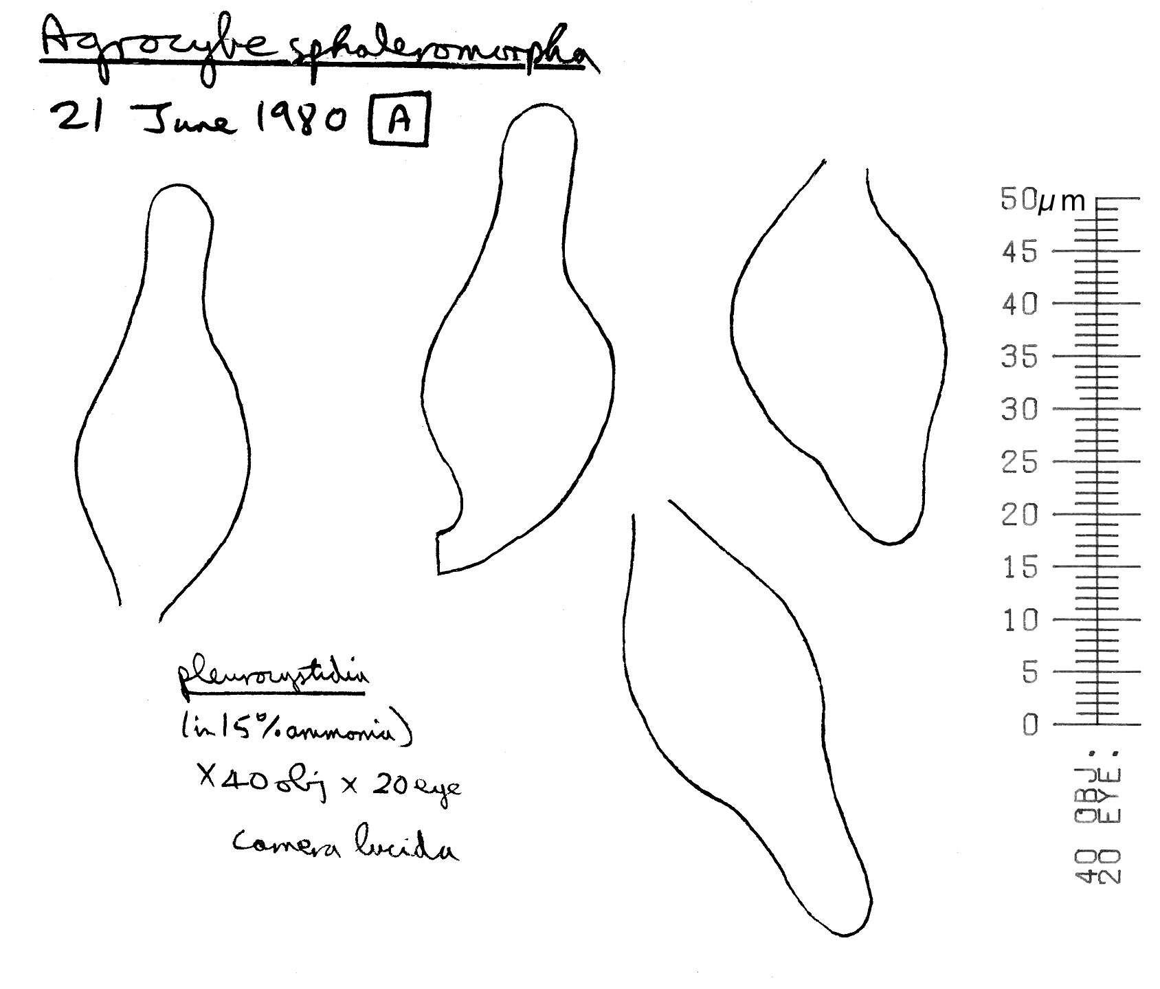 Image of Agrocybe paludosa (J. E. Lange) Kühner & Romagn. ex Bon 1987