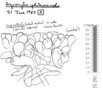 Image of Agrocybe paludosa (J. E. Lange) Kühner & Romagn. ex Bon 1987