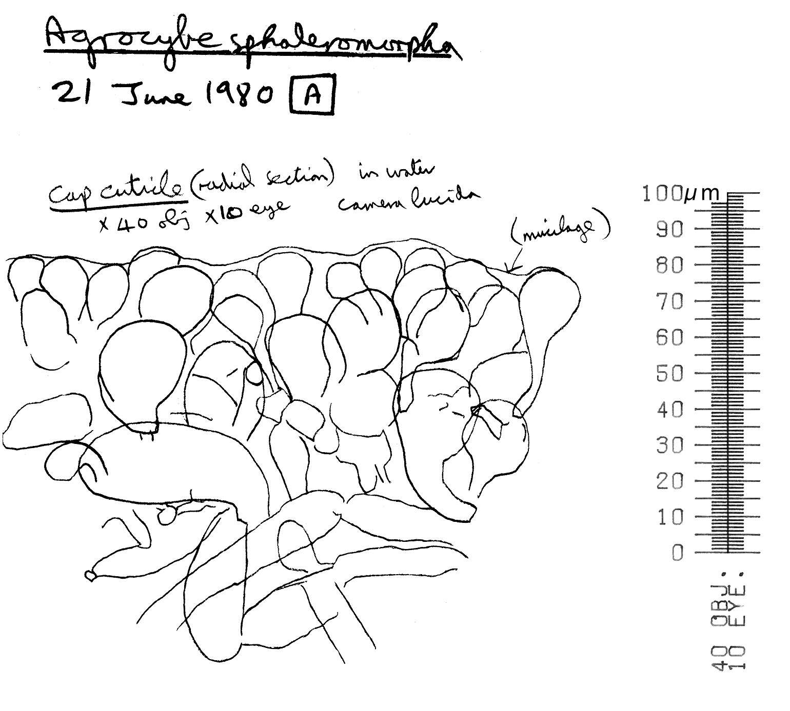 Image of Agrocybe paludosa (J. E. Lange) Kühner & Romagn. ex Bon 1987