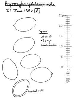 Agrocybe paludosa (J. E. Lange) Kühner & Romagn. ex Bon 1987 resmi