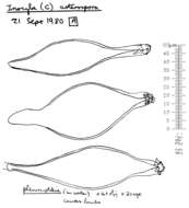 Image of Inocybe asterospora Quél. 1880