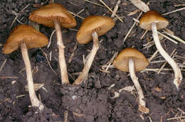 Image of Conocybe arrhenii (Fr.) Kits van Wav. 1970