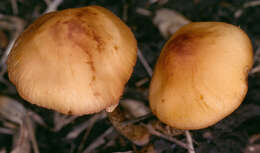 Image of Conocybe arrhenii (Fr.) Kits van Wav. 1970