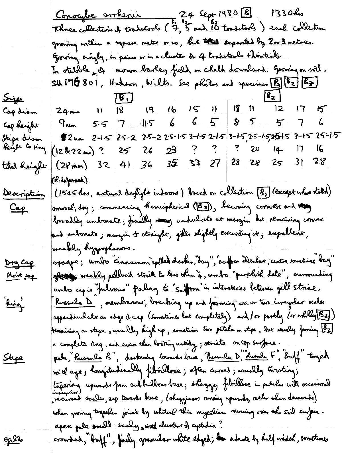 Image of Conocybe arrhenii (Fr.) Kits van Wav. 1970