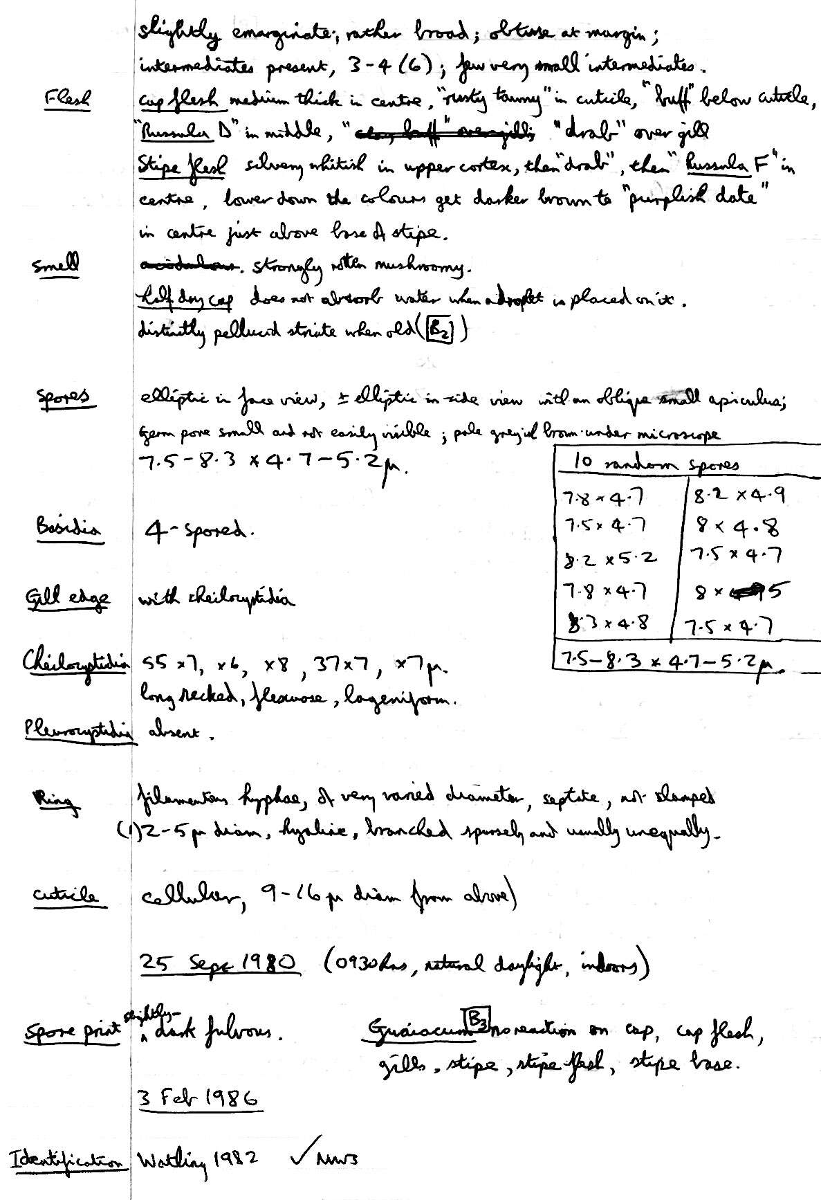 Image of Conocybe arrhenii (Fr.) Kits van Wav. 1970