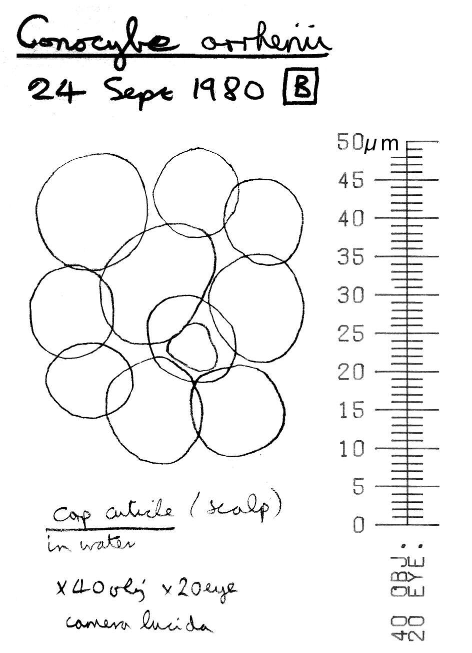 Image of Conocybe arrhenii (Fr.) Kits van Wav. 1970