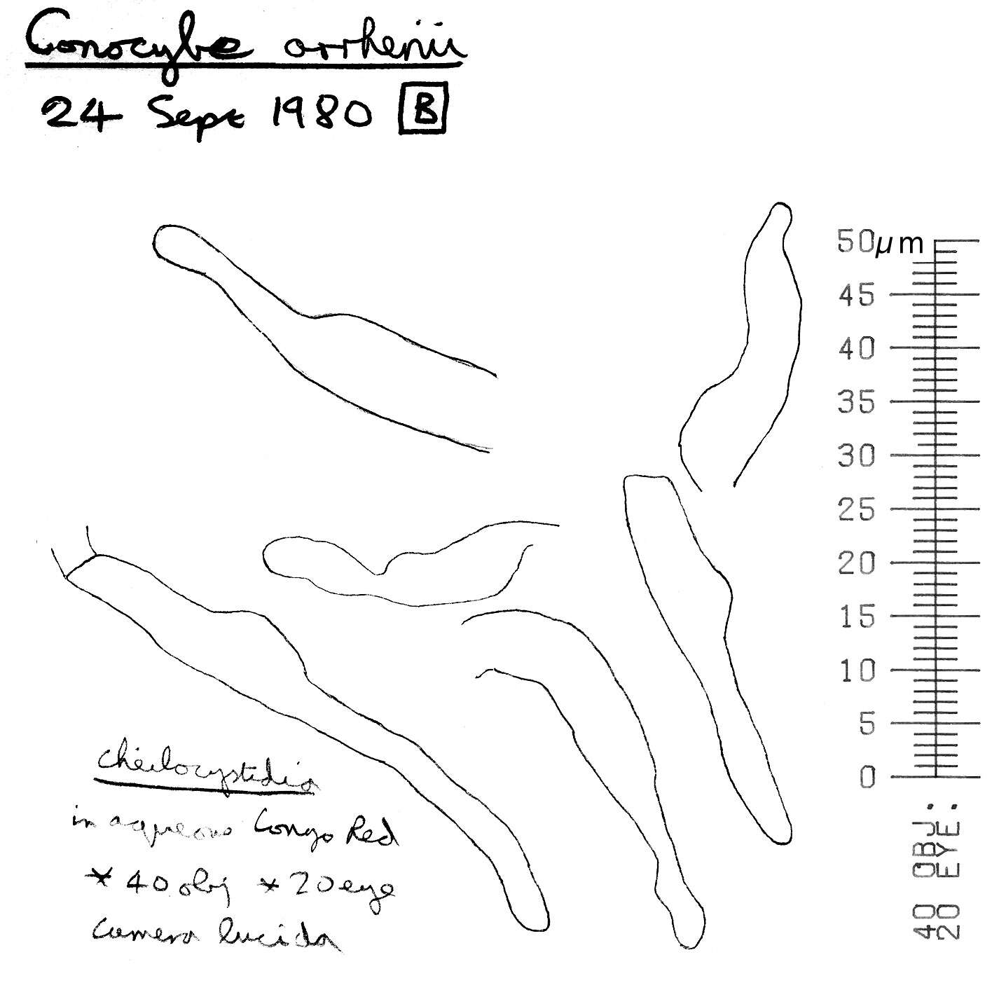 Image of Conocybe arrhenii (Fr.) Kits van Wav. 1970