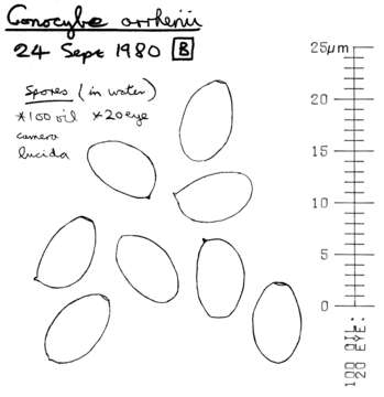 Image de Conocybe arrhenii (Fr.) Kits van Wav. 1970