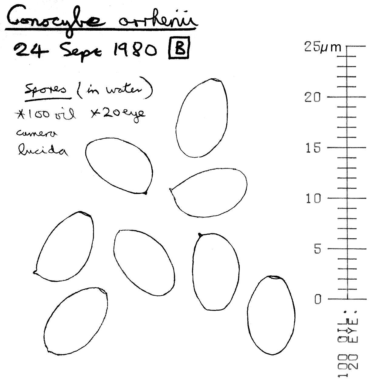 Image of Conocybe arrhenii (Fr.) Kits van Wav. 1970