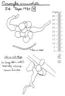 Conocybe siennophylla (Berk. & Broome) Singer ex Chiari & Papetti 2016 resmi