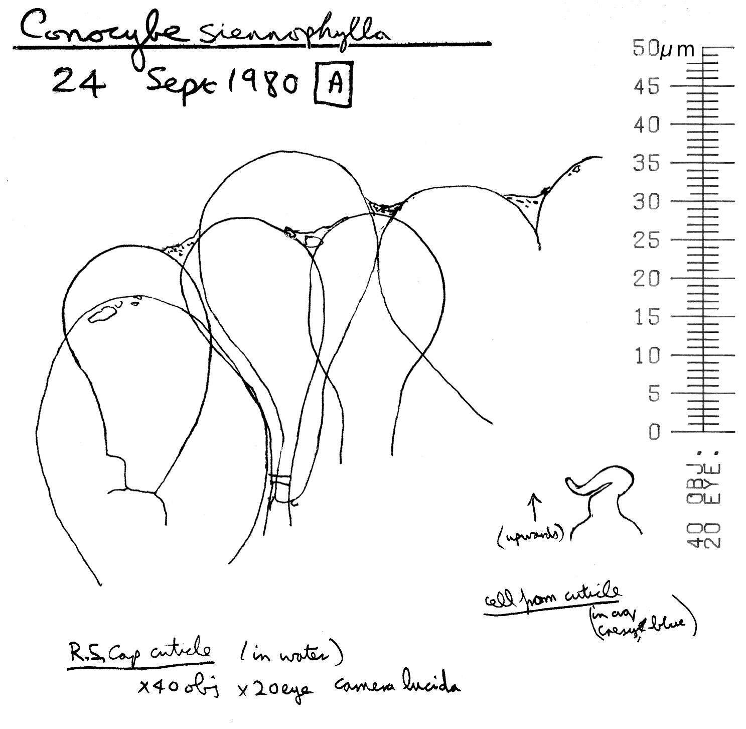 Conocybe siennophylla (Berk. & Broome) Singer ex Chiari & Papetti 2016 resmi