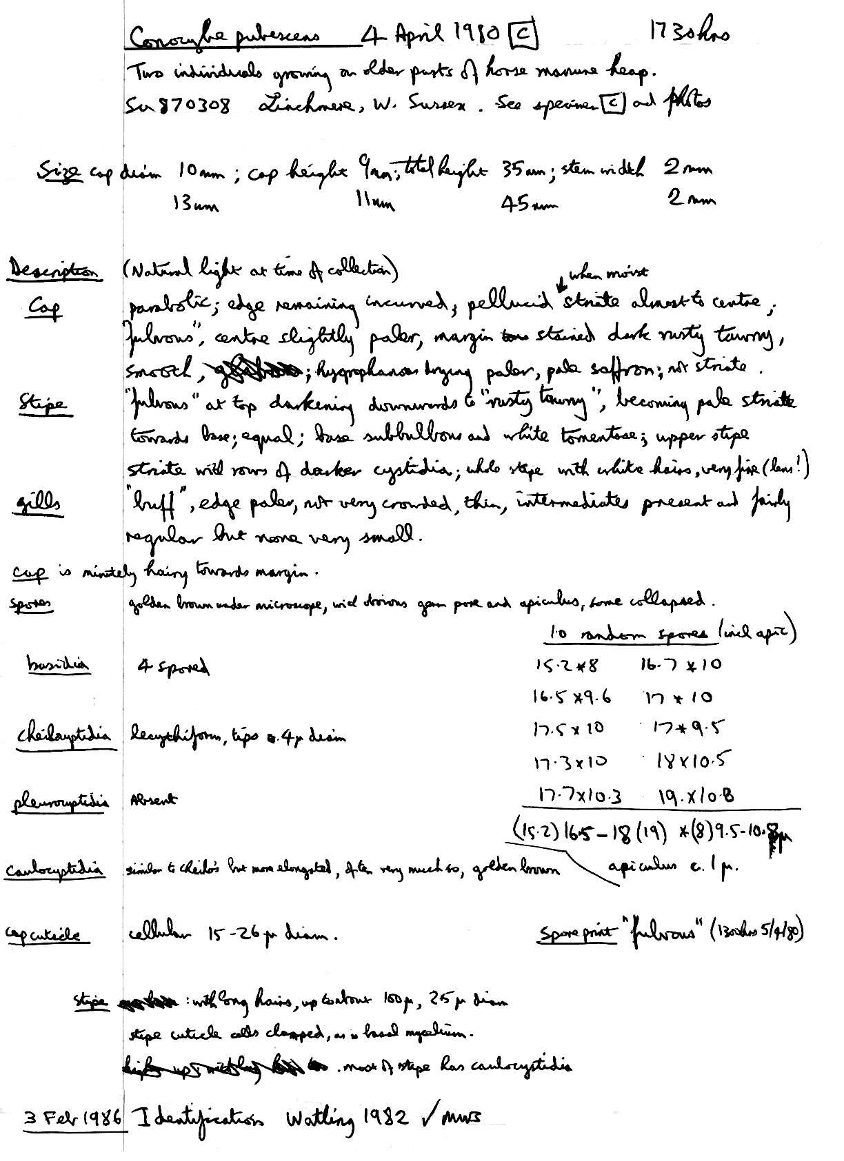 Conocybe pubescens (Gillet) Kühner 1935的圖片