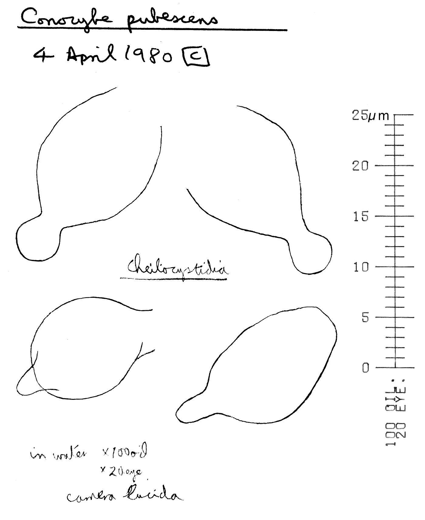 Image of Conocybe pubescens (Gillet) Kühner 1935