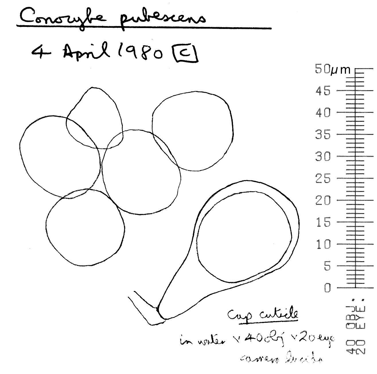 Image of Conocybe pubescens (Gillet) Kühner 1935