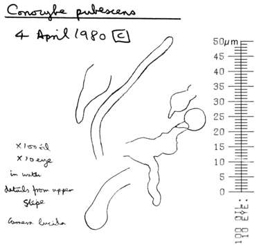 Conocybe pubescens (Gillet) Kühner 1935的圖片