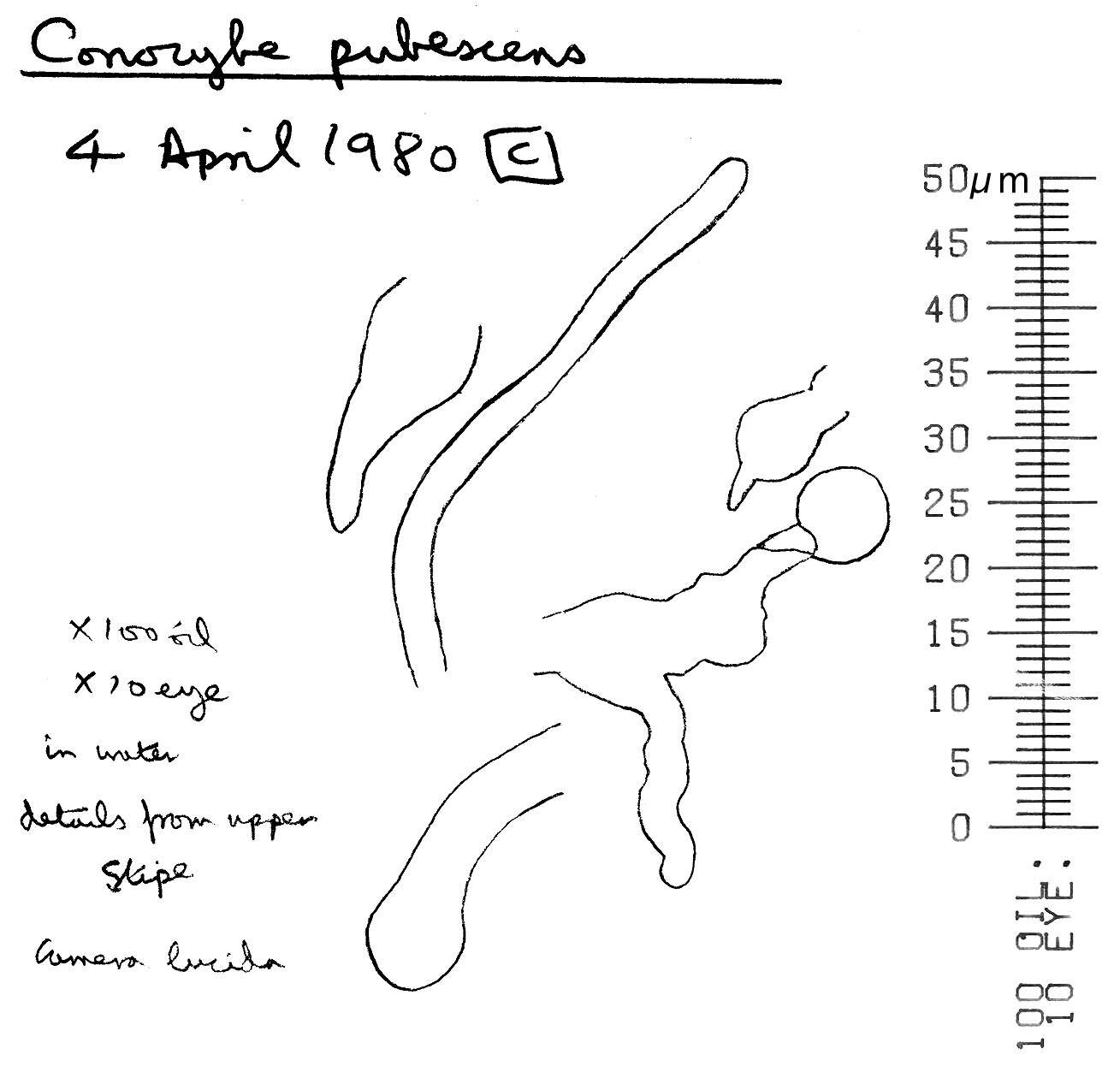 Image of Conocybe pubescens (Gillet) Kühner 1935