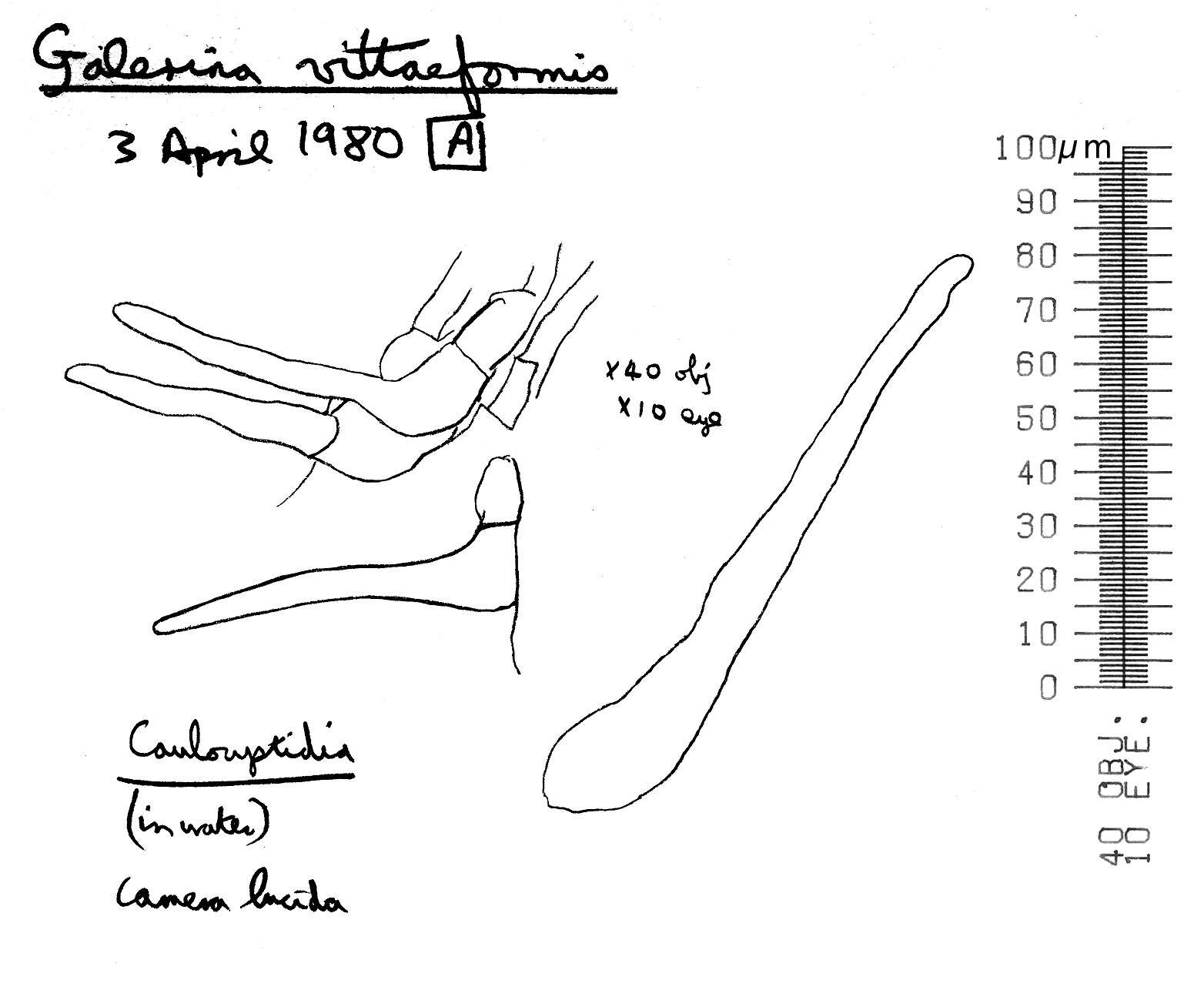 Image of Galerina vittiformis (Fr.) Singer 1950