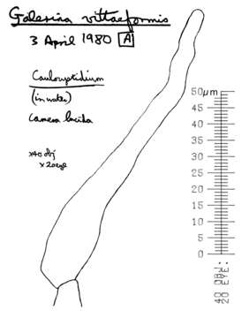 Image de Galerina vittiformis (Fr.) Singer 1950