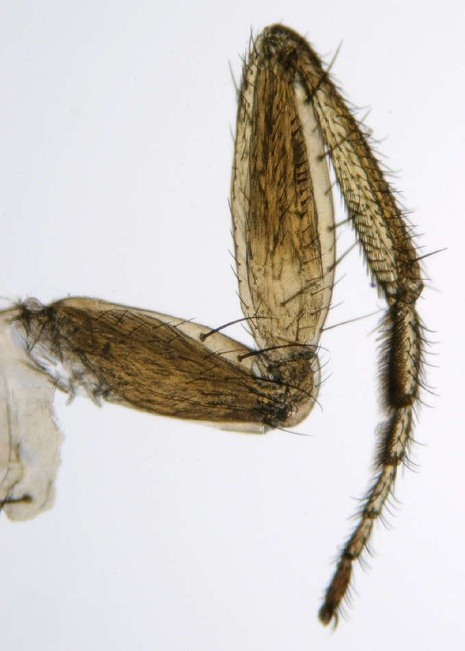 Imagem de Drosophila immigrans Sturtevant 1921