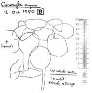 Conocybe rugosa (Peck) Watling 1981的圖片