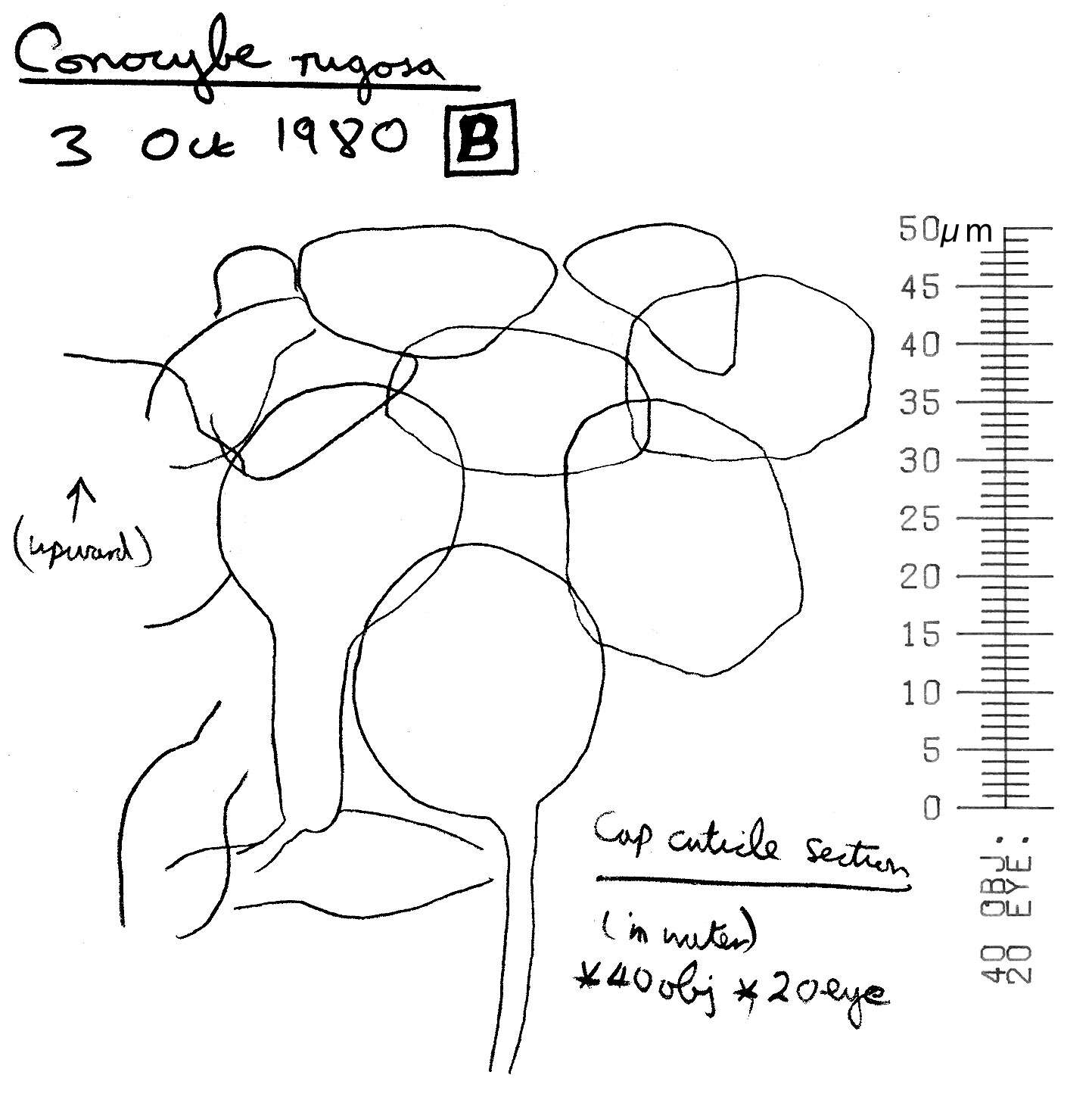 Conocybe rugosa (Peck) Watling 1981的圖片