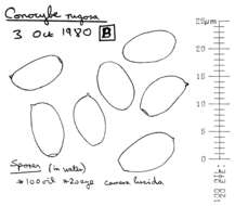 Conocybe rugosa (Peck) Watling 1981的圖片