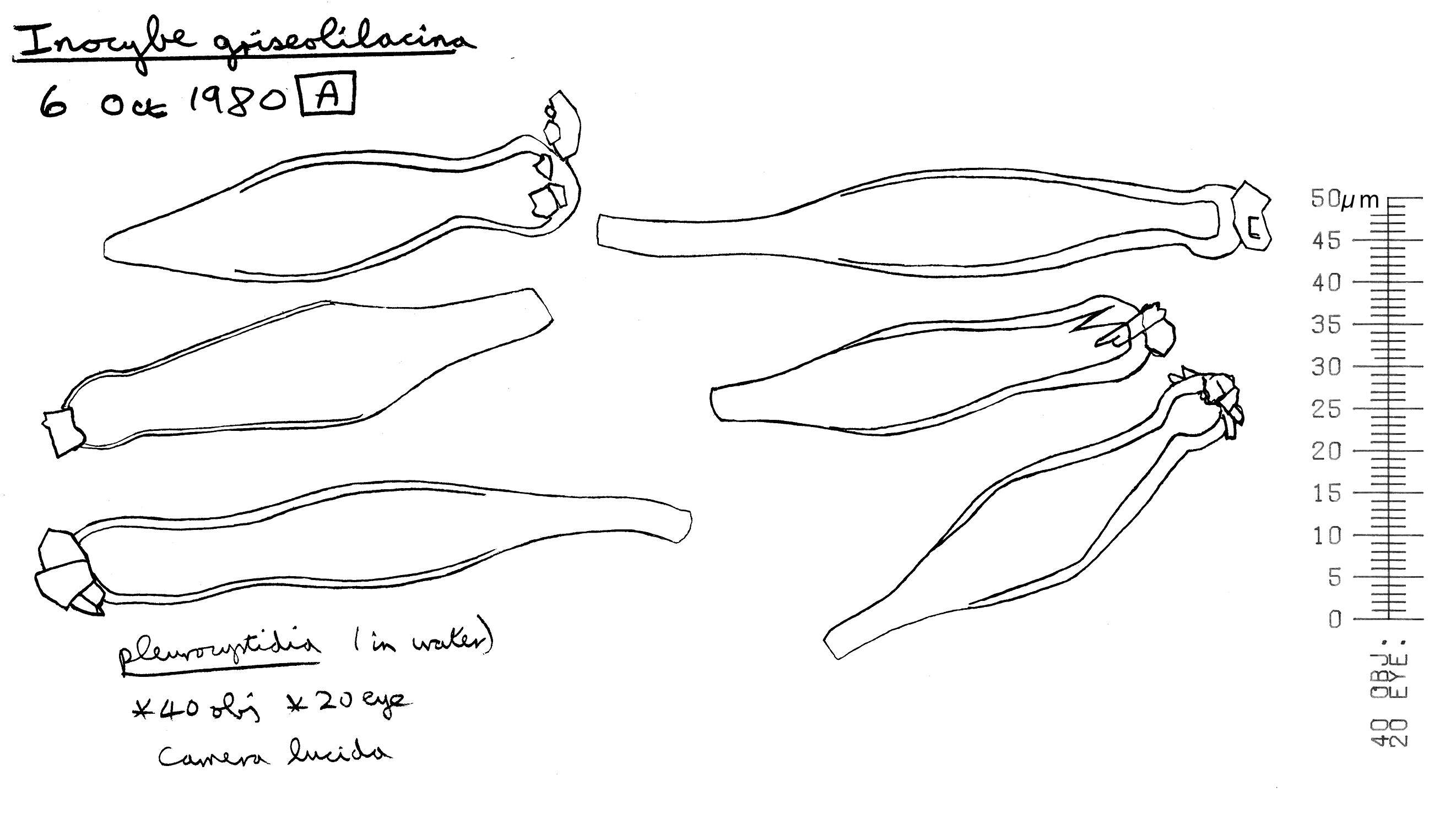 Image of Inocybe griseolilacina J. E. Lange 1917