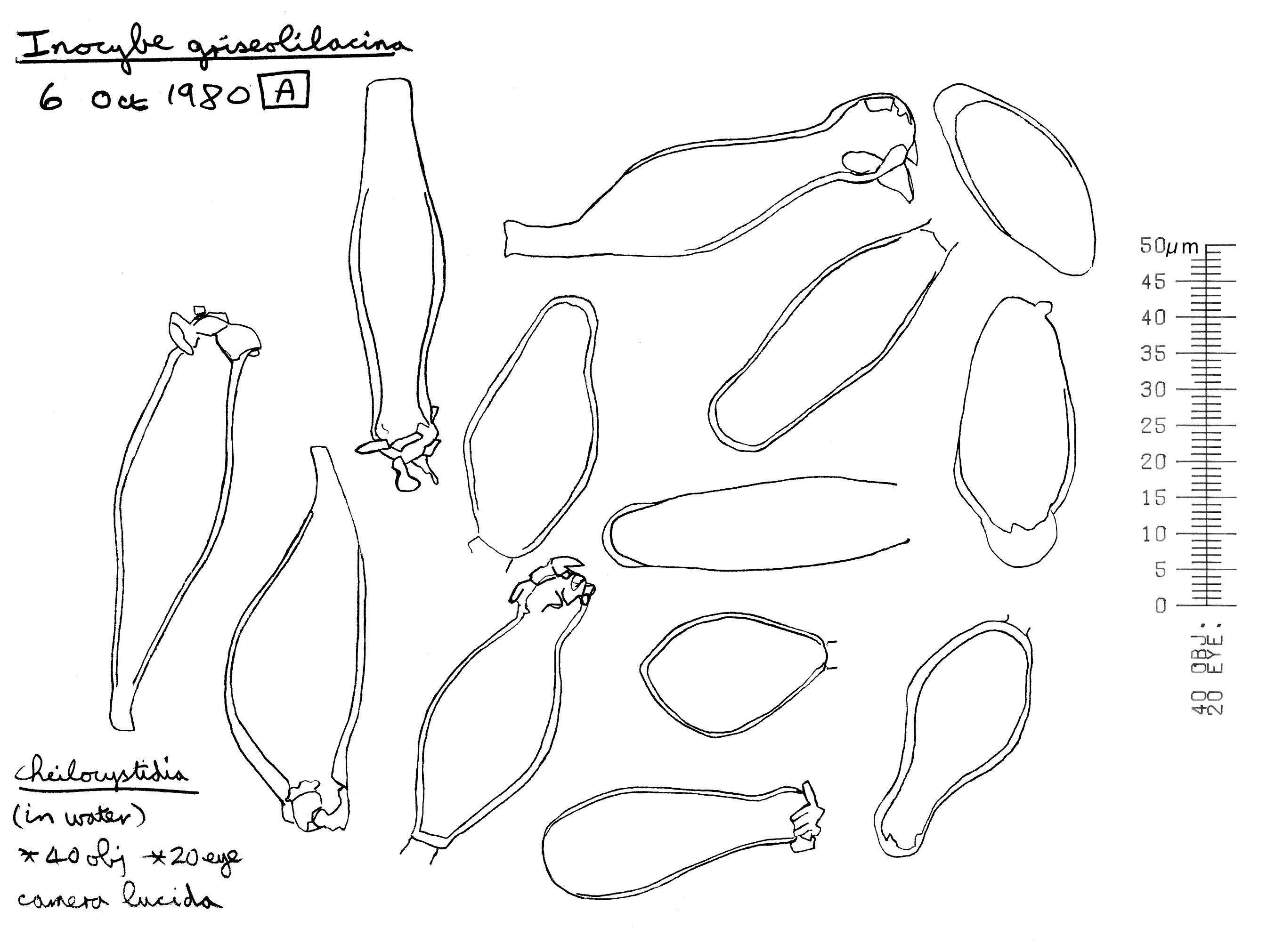 Image of Inocybe griseolilacina J. E. Lange 1917