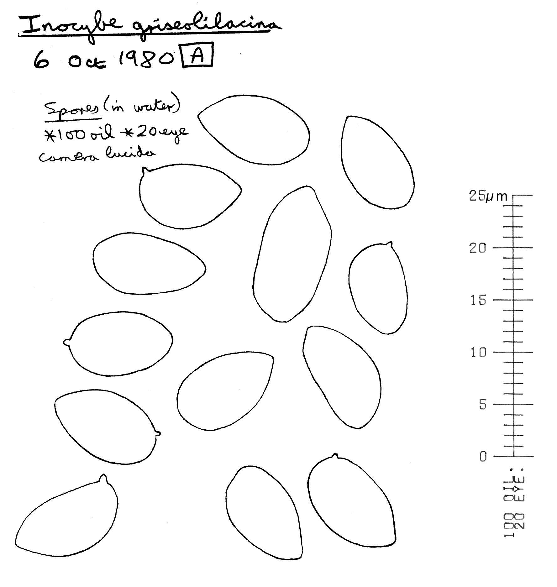 Image of Inocybe griseolilacina J. E. Lange 1917