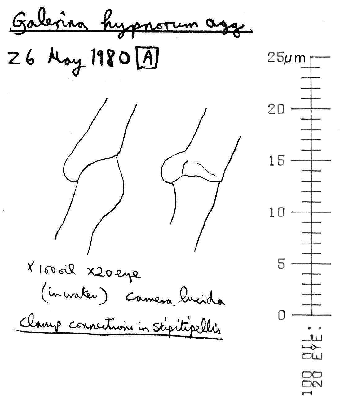 Image of Galerina hypnorum (Schrank) Kühner 1935