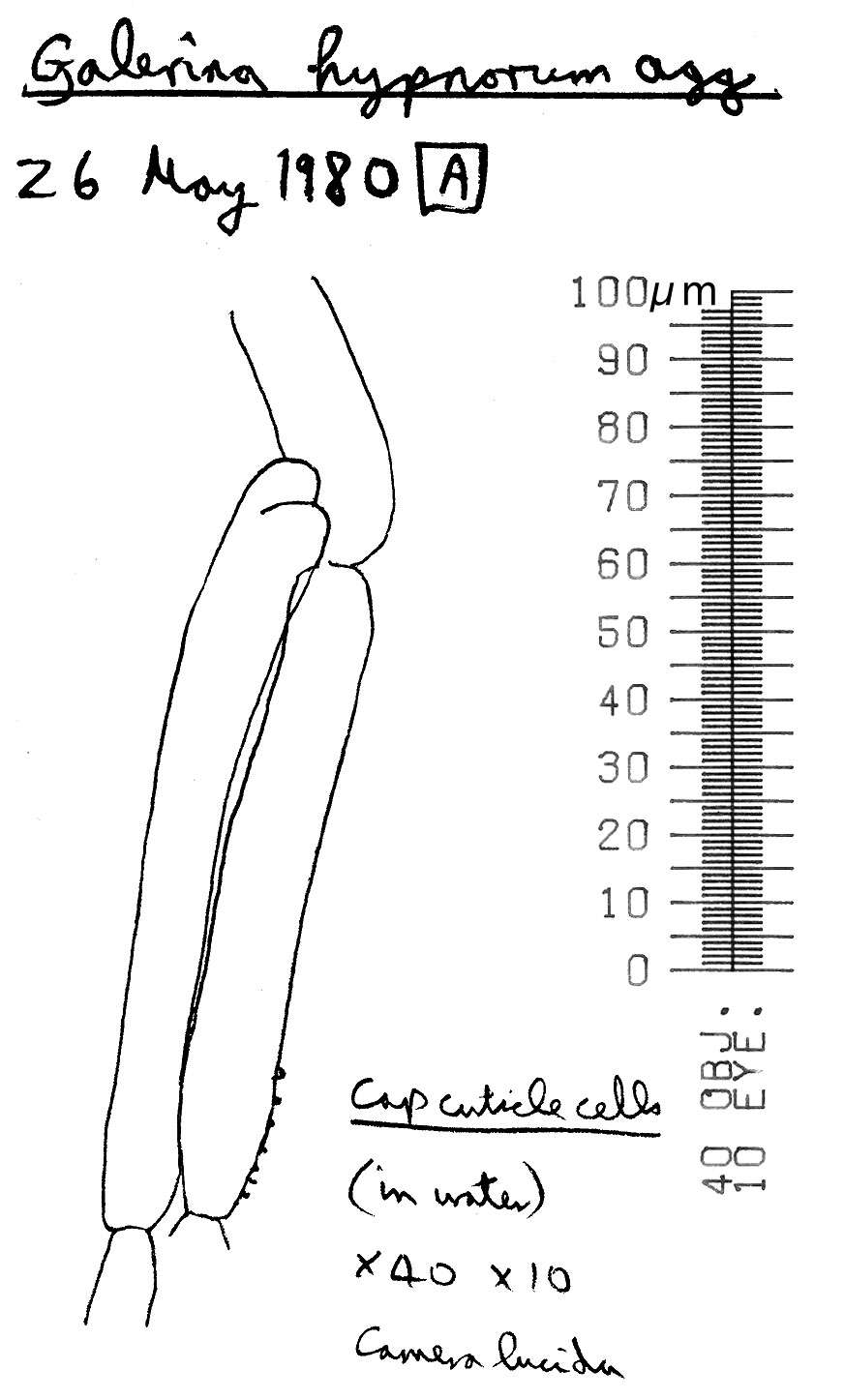 Image of Galerina hypnorum (Schrank) Kühner 1935