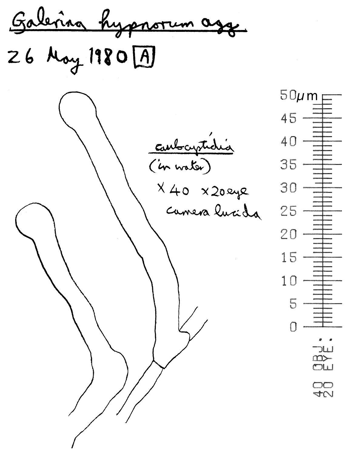 Image of Galerina hypnorum (Schrank) Kühner 1935