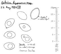 Image of Galerina hypnorum (Schrank) Kühner 1935