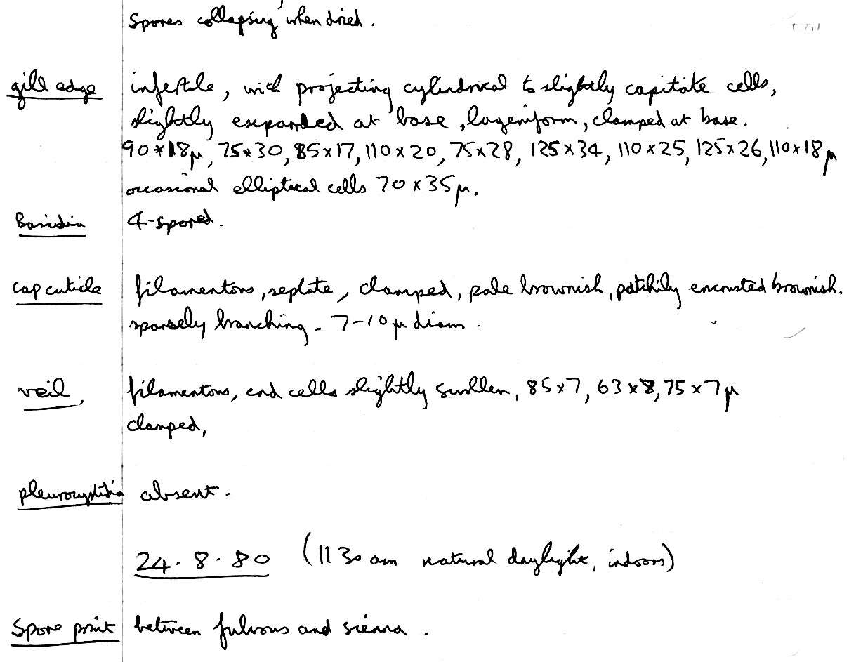 Image of Tubaria pallidispora J. E. Lange 1940