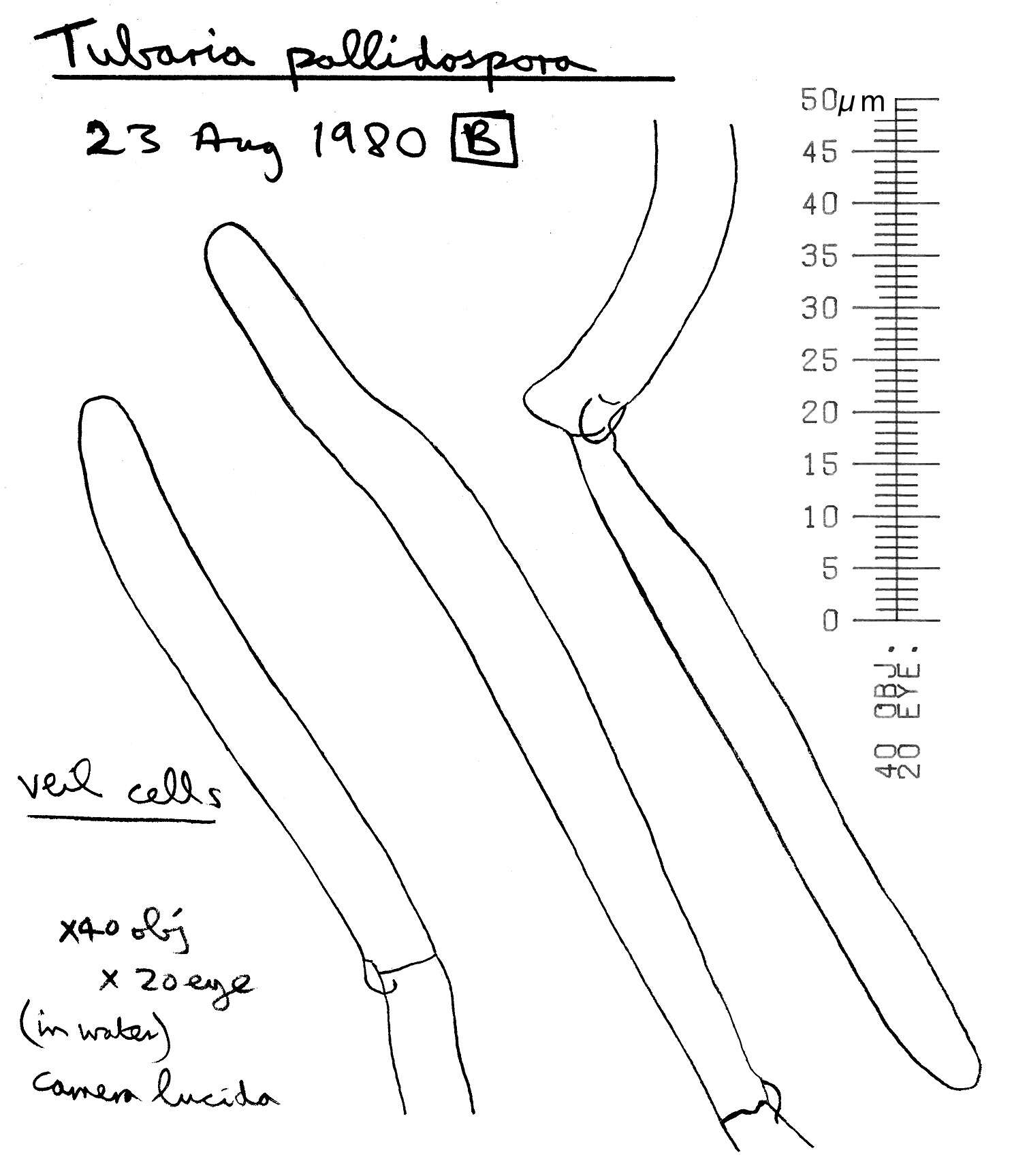 Image of Tubaria pallidispora J. E. Lange 1940