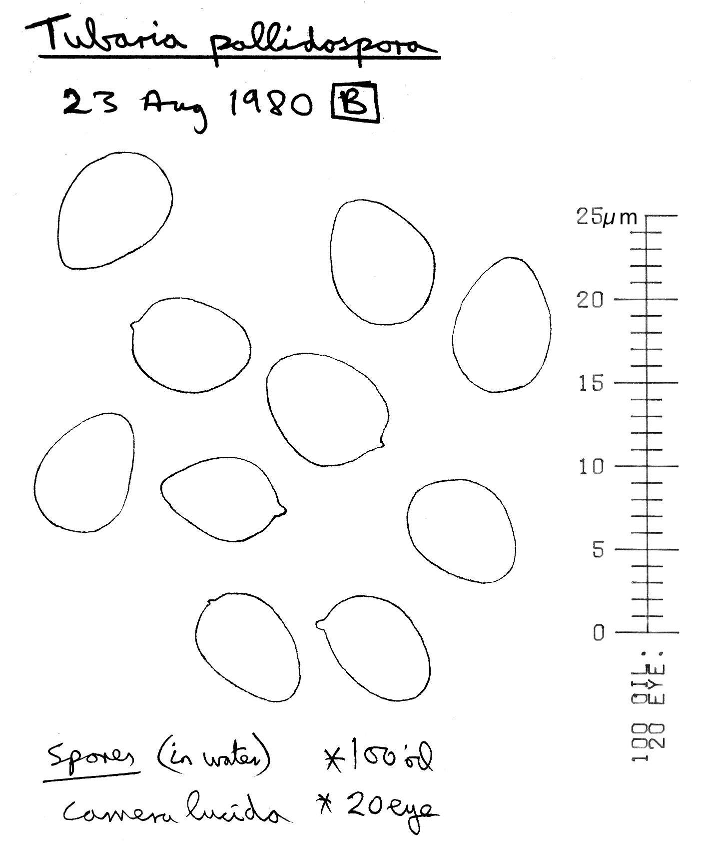 Image of Tubaria pallidispora J. E. Lange 1940