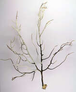 Image of Broad Sea Fan