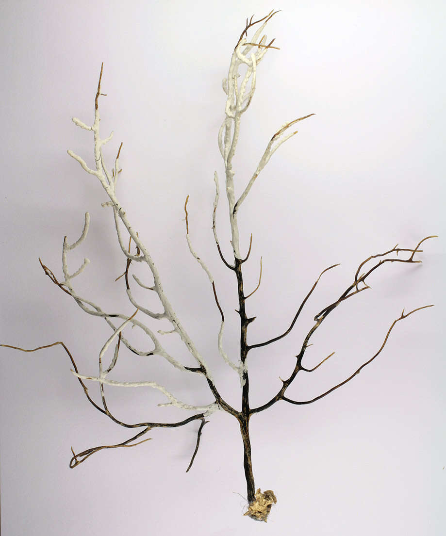 Image of Broad Sea Fan