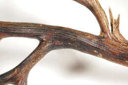 Image of Broad Sea Fan