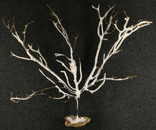 Image of Broad Sea Fan