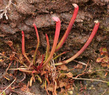 Image of Sarraceniaceae