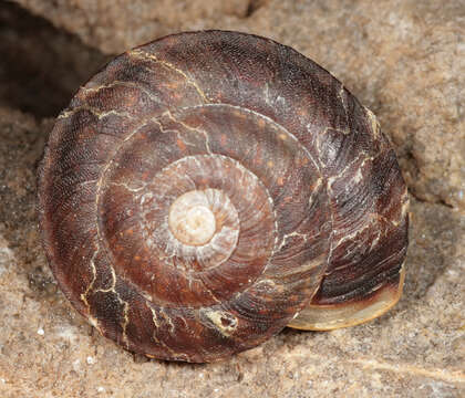 Image of Lapidary Snail