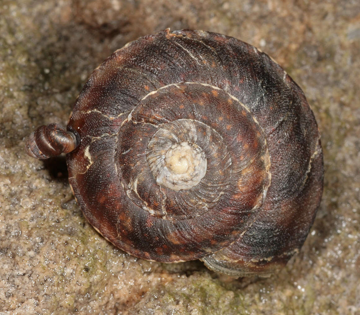 Image of Lapidary Snail