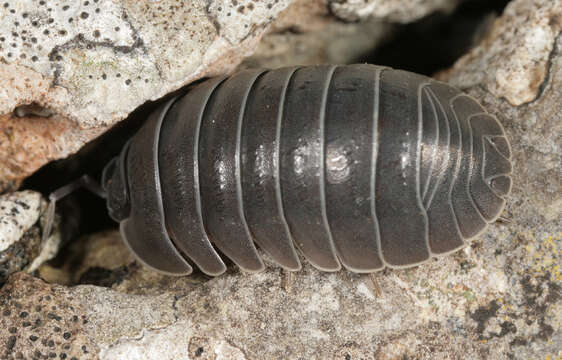 Image of Southern Pill Woodlouse