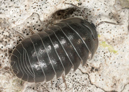 Image of Southern Pill Woodlouse