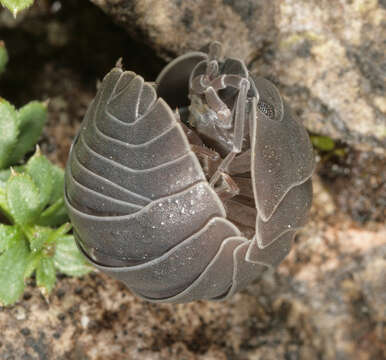 Image of Southern Pill Woodlouse