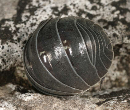 Image of Southern Pill Woodlouse