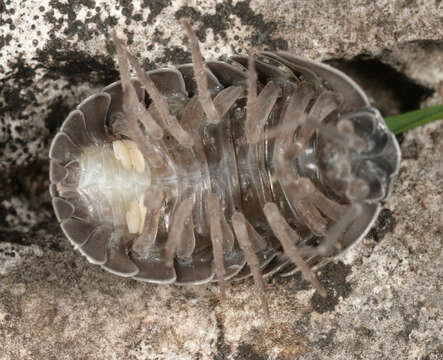 Image of Southern Pill Woodlouse