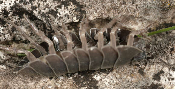 Image of Southern Pill Woodlouse