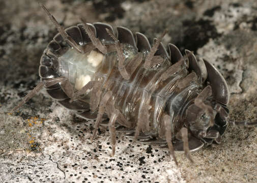 Image of Southern Pill Woodlouse